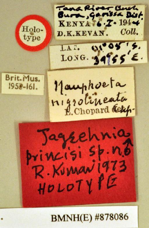 Jagrehnia princisi Kumar, 1975 - Jagrehnia princisi Kumar, 1975, male, holotype, labels. Photographer: Heidi Hopkins. BMNH(E)#878086