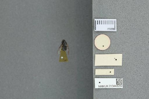 Lispoides inaequifrons Malloch, 1934 - 013443260_Lispoides_inaequifrons_AT_labels_verso