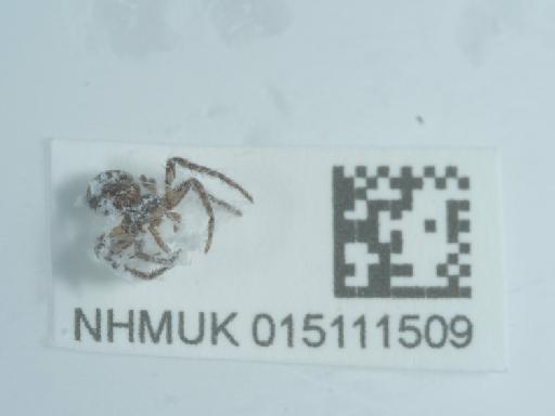 Xysticus C.L. Koch, 1835 - 015111509_1