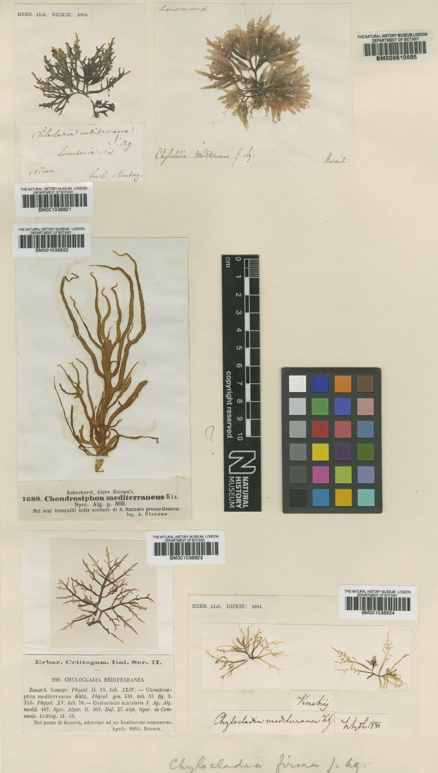 To NHMUK collection (Gastroclonium clavatum (Roth) Ardiss.; TYPE; NHMUK:ecatalogue:689145)