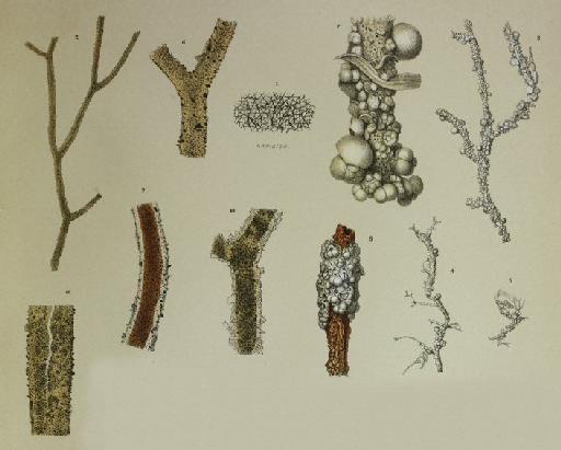 Rhizammina algaeformis Brady, 1879 - ZF2312_28_6_Rhizammina_algaeformis.jpg