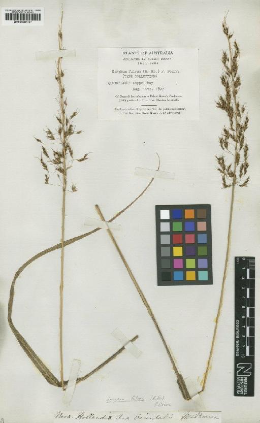 Sorghum fulvum (R.Br.) P.Beauv. - BM000991791