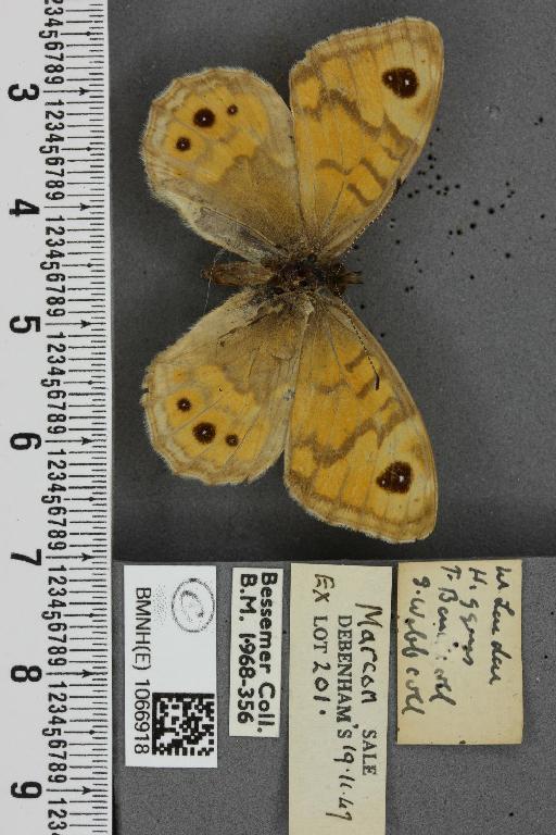 Lasiommata megera ab. pallida Gillmer, 1908 - BMNHE_1066918_28605