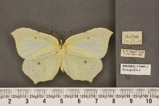 Gonepteryx rhamni rhamni ab. hoefnageli Bryk, 1922 - BMNHE_500913_64598