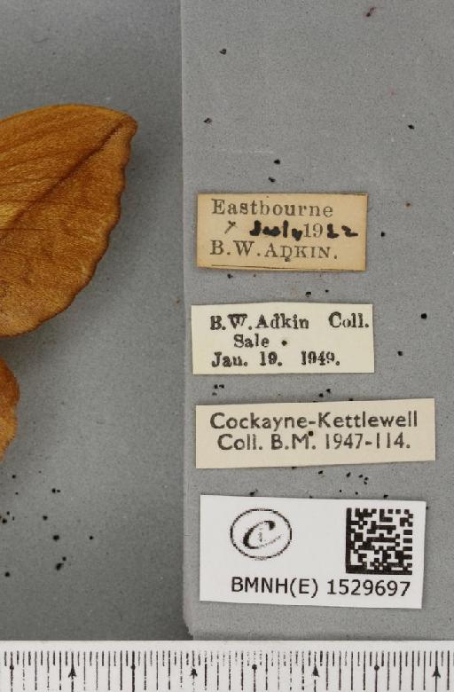 Euthrix potatoria ab. diminuta Tutt, 1902 - BMNHE_1529697_label_197161