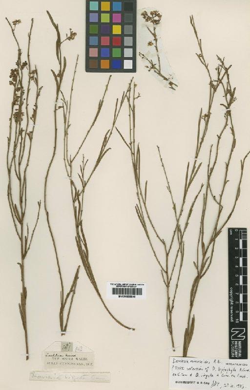 Daviesia mimosoides R.Br. - BM000838946