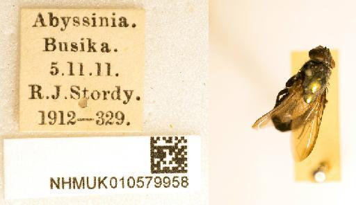 Cosmina undulata Malloch, 1926 - 010579958 Cosmina undulata labels