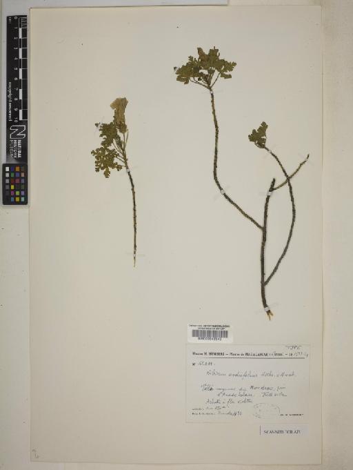 Hibiscus erodiifolius Hochr. & Humb. - 000645540