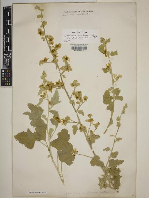 Sphaeralcea sulphurea Watson - BM000645176