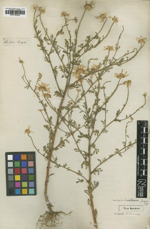 Anthemis austriaca Jacq. - BM001025852