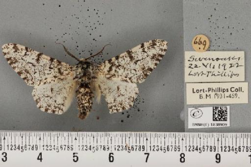 Biston betularia (Linnaeus, 1758) - BMNHE_1838909_411820