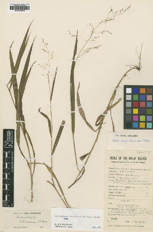 Calamagrostis treutleri (Kuntze) U.Shukla - BM000959445