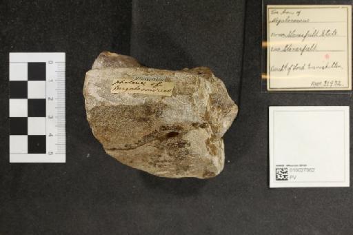 Megalosaurus dunkeri Koken, 1887 - 010027362_L010093256_(1)