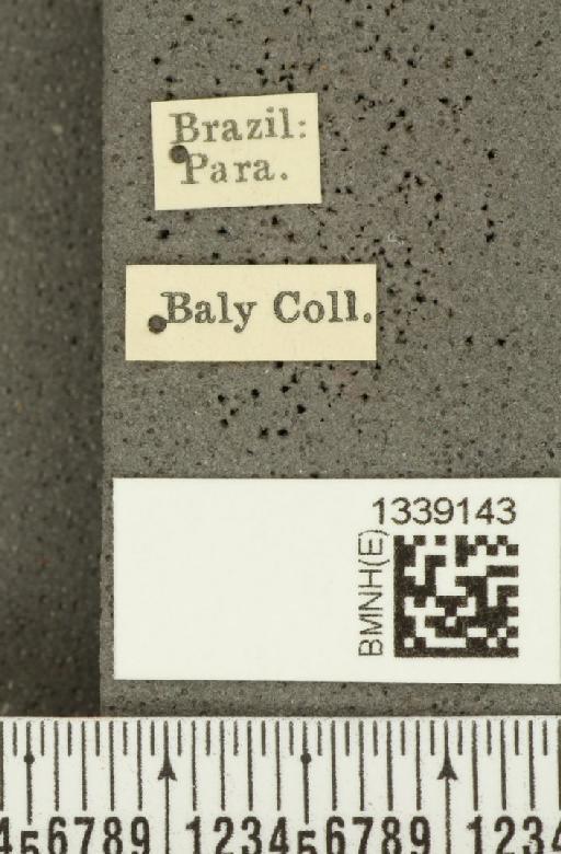 Acalymma bivittulum amazonum Bechyné, 1958 - BMNHE_1339143_label_20526
