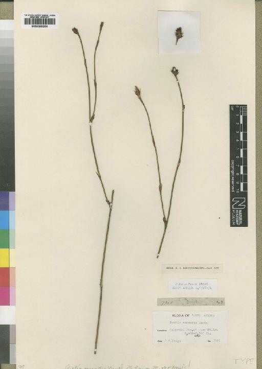 Ischyrolepis ocreata (Kunth) H.P.Linder - BM000922356