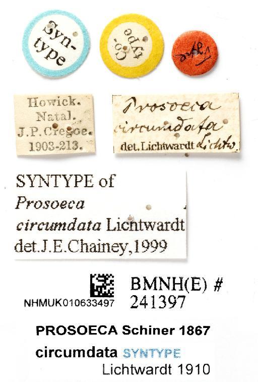 Prosoeca circumdata Lichtwardt, 1910 - NHMUK 010633497 ST Prosoeca circumdata - labels