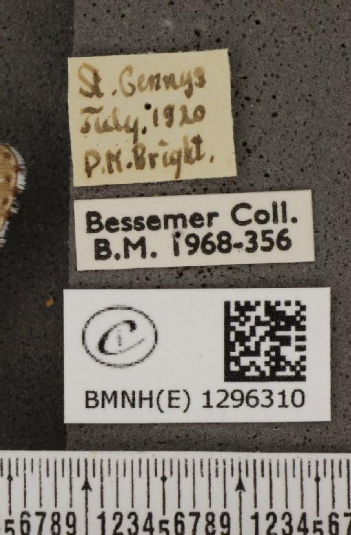 Maculinea arion eutyphron ab. teleius Bergsträsser, 1779 - BMNHE_1296310_label_147329