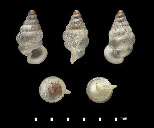 Diplommatina austeni W. T. Blanford, 1868 - 1906.1.1.1016, SYNTYPE, Diplommatina austeni Blanford, 1868