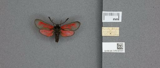 Zygaena (Mesembrynus) purpuralis segontii Tremewan, 1958 - 015190316_775459_1085131