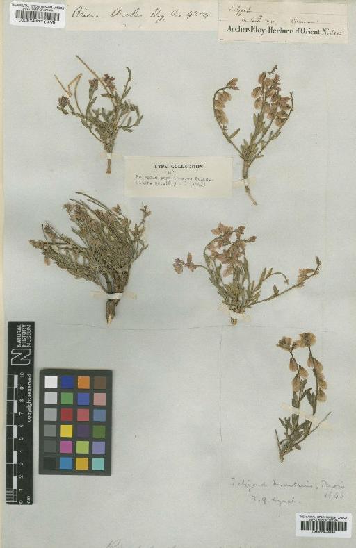 Polygala papilionacea Boiss. - BM000946291