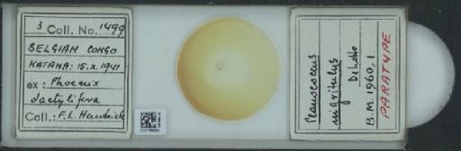 Planococcus nigritulus De Lotto, 1961 - 010169290_117340_1101327