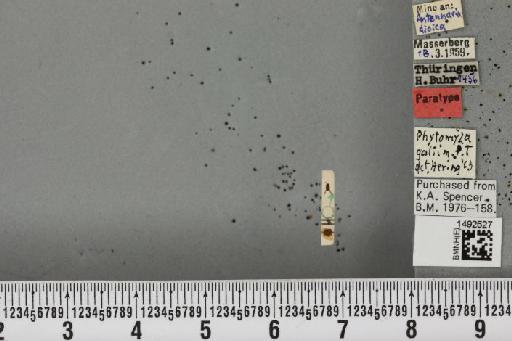 Phytomyza galii Hering (?ms) - BMNHE_1492527_54246