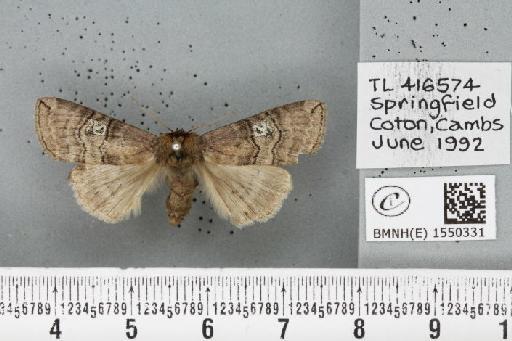 Tethea ocularis octogesimea (Hübner, 1786) - BMNHE_1550331_235933