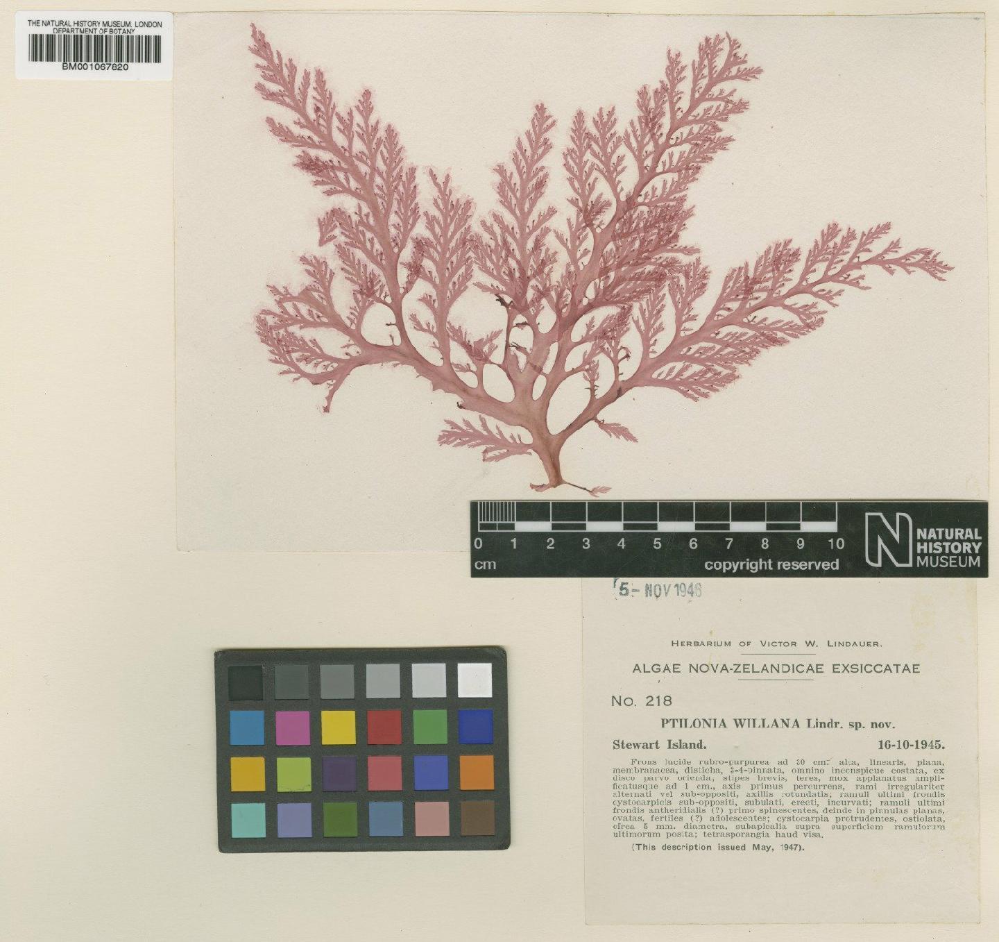 To NHMUK collection (Ptilonia willana Lindauer; TYPE; NHMUK:ecatalogue:2322455)