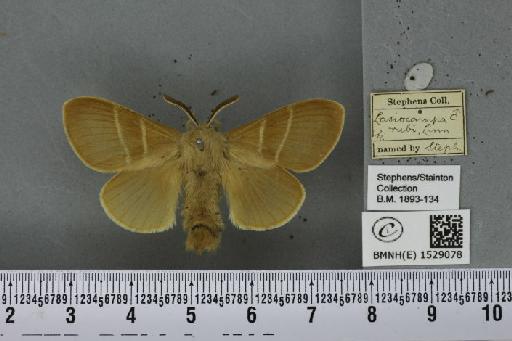 Macrothylacia rubi (Linnaeus, 1758) - BMNHE_1529078_196536