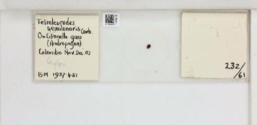 Crescentaleyrodes semilunaris Corbett, 1926 - 013500271_117713_1091979_157852_Type