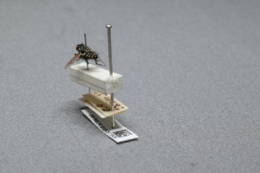 Sarcophaga (Myorhina) nigriventris Meigen, 1826 - 015091905_additional_2