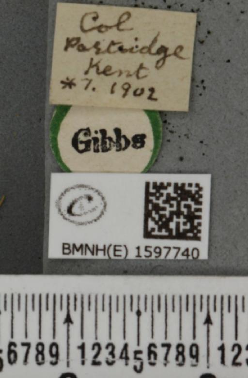 Idaea rusticata (Denis & Schiffermüller, 1775) - BMNHE_1597740_label_261559