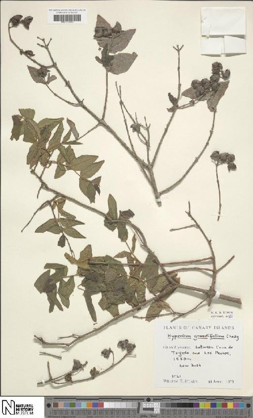 Hypericum grandifolium Choisy - BM001204400