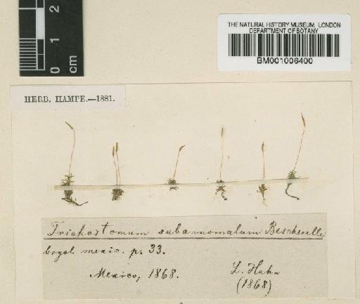 Timmiella anomola (Bruch & Schimp.) Limpr - BM001006400