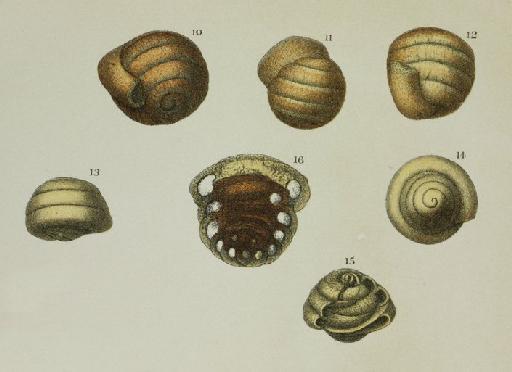 Ammodiscus charoides (Jones and Parker 1860) - ZF1052_38_10-12_Usbekistania_charoides.jpg