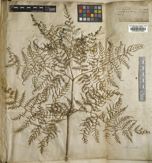 Pteris caudata L. - BM000589502