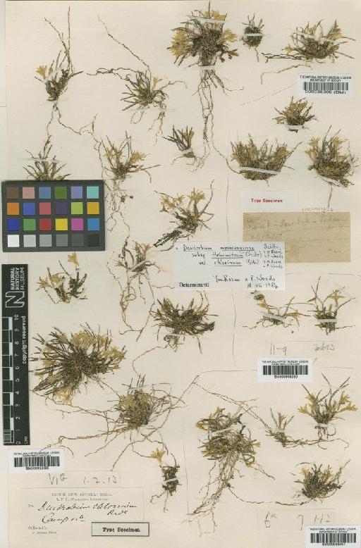 Dendrobium masarangense Schltr. - BM000958085