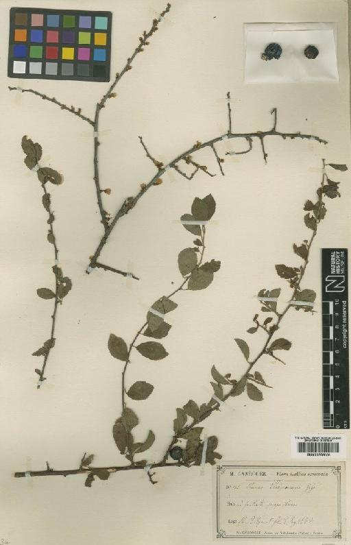 Prunus L. - BM000750858