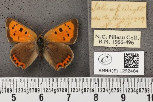 Lycaena phlaeas eleus (Fabricius, 1798) - BMNHE_1292484_129691