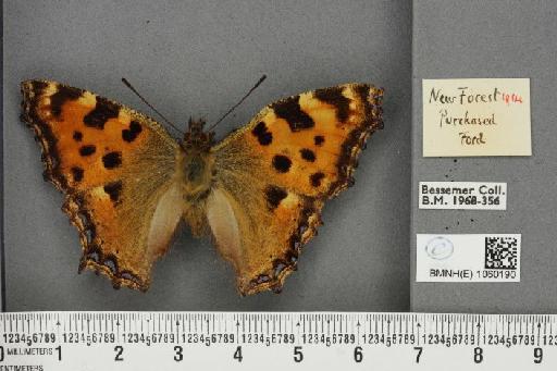 Nymphalis polychloros ab. quinquepunctata Raynor, 1906 - BMNHE_1060190_20376
