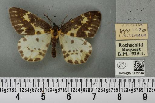 Abraxas grossulariata ab. aberdoniensis Raynor, 1923 - BMNHE_1855040_415704