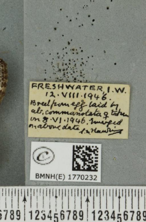 Dysstroma truncata truncata (Hufnagel, 1767) - BMNHE_1770232_label_351001