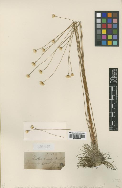 Comanthera elegantula (Ruhland) L.R.Parra & Giul. - BM000885835