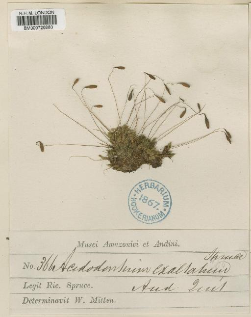 Acidodontium exaltatum (Spruce ex Mitt.) A.Jaeger - BM000720980