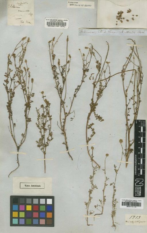 Sanguisorba annua (Nutt.) Nutt. - BM001024158