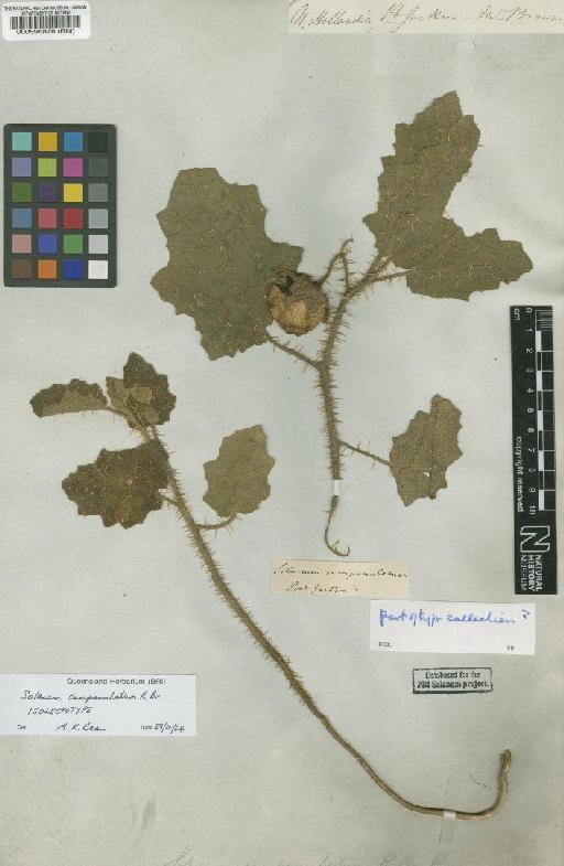 Solanum campanulatum R.Br. - BM000596878