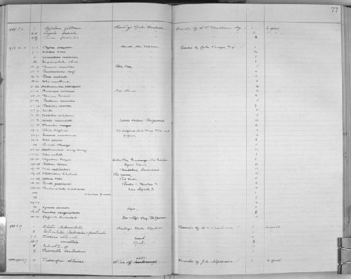 Registoma brazieri Crosse, 1870 - Zoology Accessions Register: Mollusca: 1925 - 1937: page 77