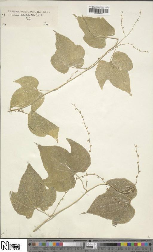 Dioscorea membranacea Pierre ex Prain & Burkill - BM001049725