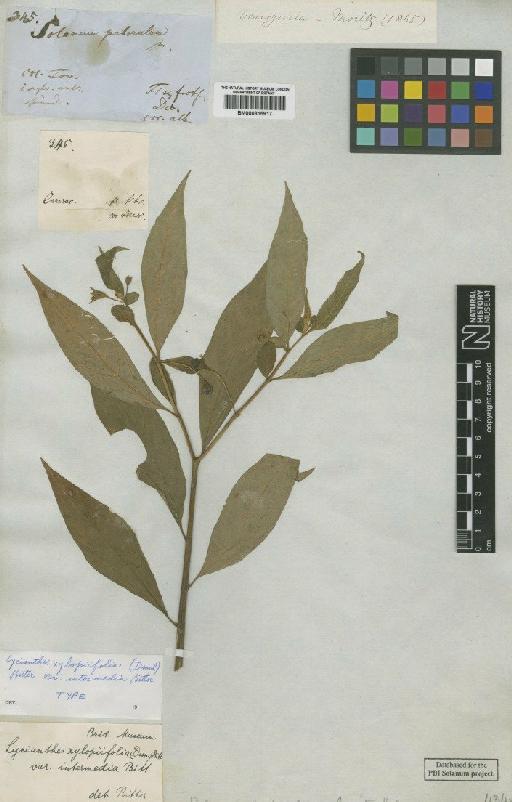 Lycianthes xylopiifolia var. intermedia Bitter - BM000815917