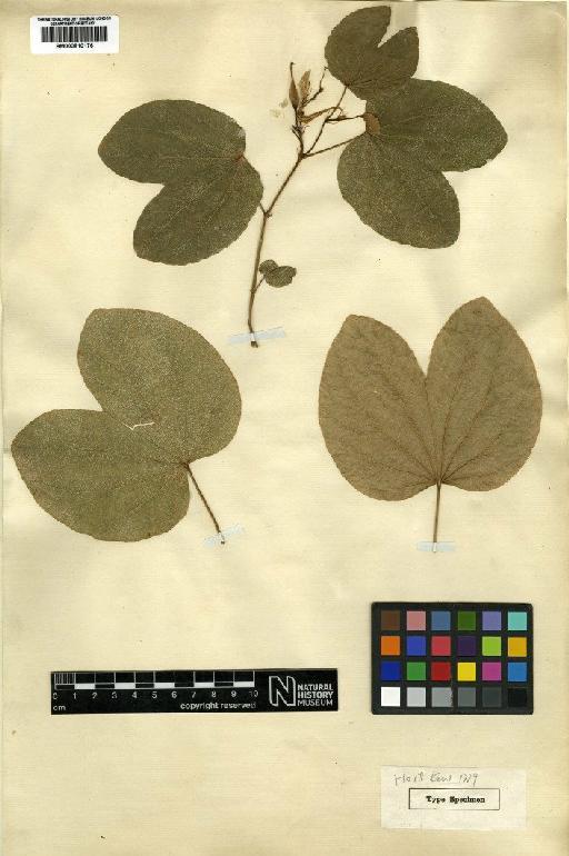 Bauhinia variegata var. candida (Aiton) Buch.-Ham. - BM000810176